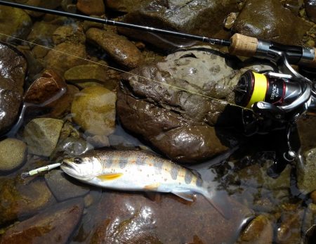 今季３匹目の川サバ ～長良川水系～